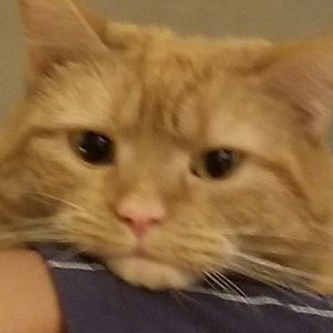 Meet your Posher, Dawson